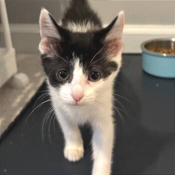 Ghost Lantern -  Domestic Short Hair Cat for Adoption in Fredericksburg, Virginia - Ghost Lantern | PetCurious