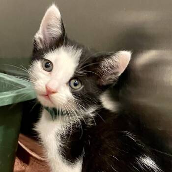 Maxima -  Domestic Short Hair Cat for Adoption in Tucson, Arizona - Maxima | PetCurious