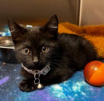 Radish -  Domestic Short Hair Cat for Adoption in Logan, Utah - Radish | PetCurious