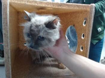 DIAMOND -  Burmese and Domestic Short Hair Cat for Adoption in Albuquerque, New Mexico - DIAMOND | PetCurious