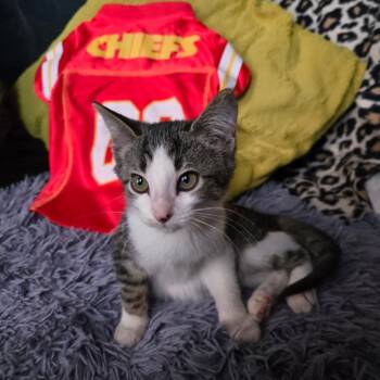 Rescue Domestic Short Hair Cats for Adoption in Wichita, Kansas - Plankton | PetCurious