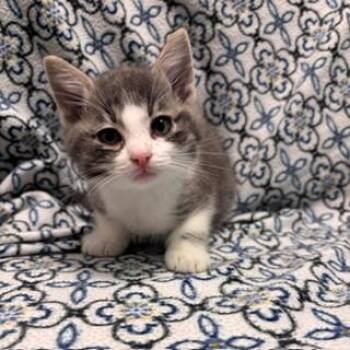 Hunter -  Domestic Short Hair Cat for Adoption in Janesville, Wisconsin - Hunter | PetCurious