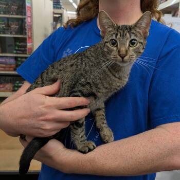 Rescue Domestic Short Hair and Tabby Cats for Adoption in Hainesville, Illinois - Sweet Jane | PetCurious