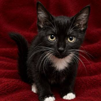 PEARL -  Domestic Short Hair Cat for Adoption in Graham, Washington - PEARL | PetCurious