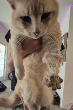 FORREST -  Domestic Medium Hair Cat for Adoption in San Antonio, Texas - FORREST | PetCurious