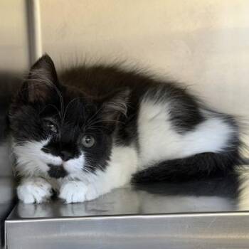 Vivacious -  Domestic Medium Hair Cat for Adoption in Richmond, Virginia - Vivacious | PetCurious