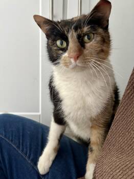 Rescue Domestic Short Hair Cats for Adoption in Philadelphia, Pennsylvania - Trudy DeGroat-Horst | PetCurious