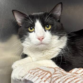 PROVOLONE -  Domestic Short Hair Cat for Adoption in Las Vegas, Nevada - PROVOLONE | PetCurious