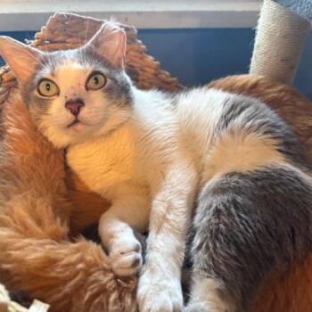 Domestic Short Hair Cats Available for Adoption in Merrifield, Virginia - Gilbert Hudson | PetCurious