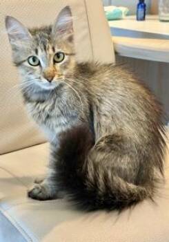 COCA COLA -  Domestic Long Hair Cat for Adoption in Miami, Florida - COCA COLA | PetCurious