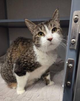 Domestic Short Hair Cats Available for Adoption - Versace | PetCurious