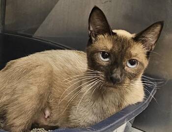 Rescue Domestic Short Hair Cats for Adoption in Murphysboro, Illinois - Sassy | PetCurious