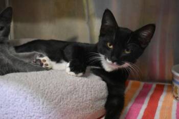 Elias -  Domestic Short Hair Cat for Adoption in Kansas City, Missouri - Elias | PetCurious