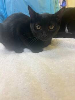 Wendy -  Domestic Short Hair Cat for Adoption in Raleigh, North Carolina - Wendy | PetCurious