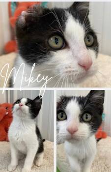 Rescue Domestic Short Hair Cats for Adoption in Pierceton, Indiana - Mikey | PetCurious