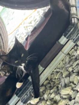 Socks -  Domestic Short Hair Cat for Adoption in Johnson City, Tennessee - Socks | PetCurious