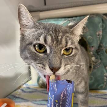 Rescue Domestic Short Hair Cats for Adoption in Puslinch, Ontario - Liberty | PetCurious