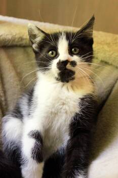 Domestic Short Hair Cats Available for Adoption in Ona, West Virginia - Maggy | PetCurious