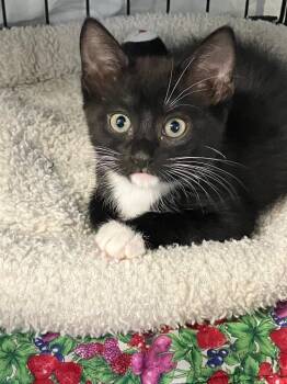 Domestic Short Hair Cats Available for Adoption in Lunenburg, Massachusetts - Nora | PetCurious