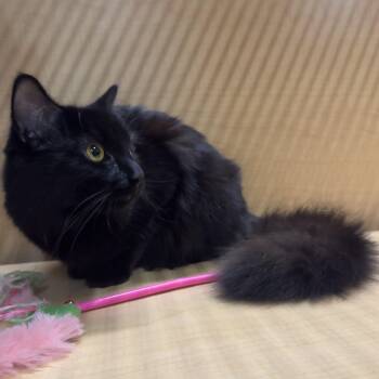 Domestic Long Hair Cats Available for Adoption - ShuShu | PetCurious