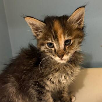 Domestic Medium Hair Cats Available for Adoption in Chattanooga, Tennessee - Disco | PetCurious