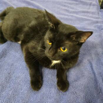 Jenny -  Domestic Short Hair Cat for Adoption in Williston, Florida - Jenny | PetCurious