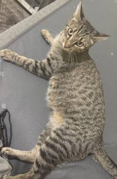 Rescue Domestic Short Hair Cats for Adoption in Tucson, Arizona - Sagebrush | PetCurious