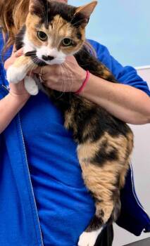 Domestic Short Hair Cats Available for Adoption in Washington Court House, Ohio - Sally | PetCurious