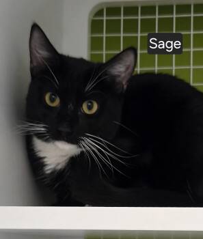Sage -  Domestic Short Hair Cat for Adoption in Dunellen, New Jersey - Sage | PetCurious