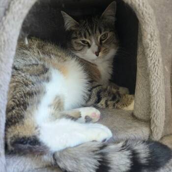 Rescue Domestic Short Hair Cats for Adoption in Jacksonville, Oregon - Sega | PetCurious