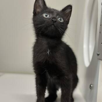 Speedo -  Domestic Short Hair Cat for Adoption in Phoenix, Arizona - Speedo | PetCurious