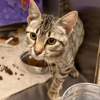 Waldo -  Domestic Short Hair Cat for Adoption in Council Bluffs, Iowa - Waldo | PetCurious
