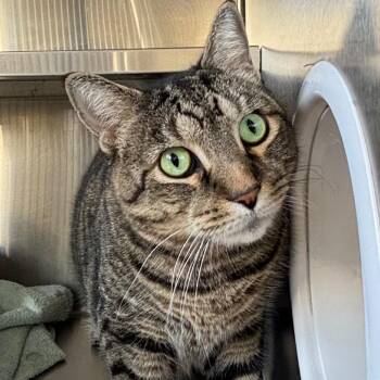 Domestic Short Hair Cats Available for Adoption in Sarasota, Florida - Tucker | PetCurious