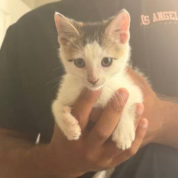 Francisco -  Domestic Short Hair Cat for Adoption in Buffalo, Minnesota - Francisco | PetCurious