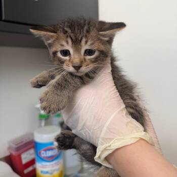 Curly (26-2B-1) -  Domestic Short Hair Cat for Adoption in Rifle, Colorado - Curly (26-2B-1) | PetCurious