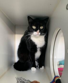 Domestic Medium Hair Cats Available for Adoption - Fig | PetCurious