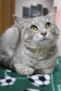 Nanz -  Tabby Cat for Adoption in Portage, Wisconsin - Nanz | PetCurious