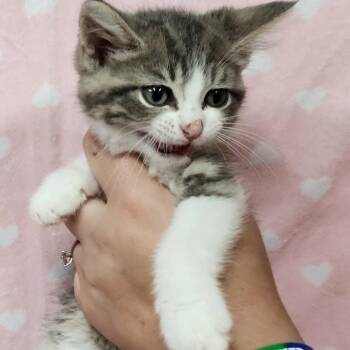 Guinevere -  Domestic Short Hair Cat for Adoption in Toledo, Ohio - Guinevere | PetCurious
