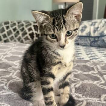 Reddit -  Domestic Short Hair Cat for Adoption in Richmond, Virginia - Reddit | PetCurious