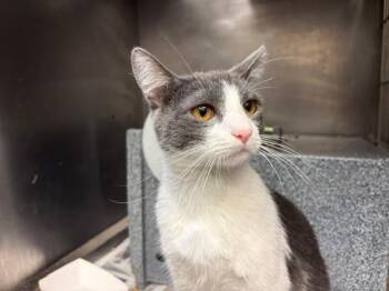 EARL GREY -  Domestic Short Hair Cat for Adoption in Tulsa, Oklahoma - EARL GREY | PetCurious