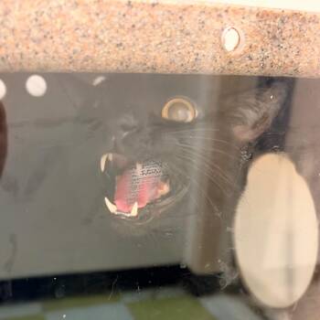 Larey -  Domestic Short Hair Cat for Adoption in Philadelphia, Pennsylvania - Larey | PetCurious