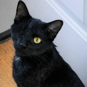 Domestic Short Hair Cats Available for Adoption in Salt Lake City, Utah - "Pizzazz" | PetCurious