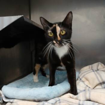 Domestic Short Hair Cats Available for Adoption in Morristown, Vermont - Bubbles | PetCurious