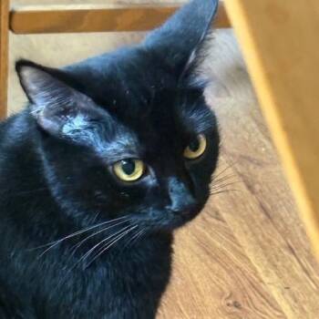 Rescue Domestic Short Hair Cats for Adoption in Livingston, Texas - Indigo | PetCurious