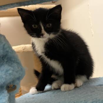 Anastasia -  Domestic Medium Hair Cat Available for Adoption in Peconic, New York - Anastasia | PetCurious