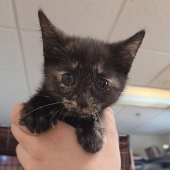Hubble -  Domestic Short Hair Cat for Adoption in Plover, Wisconsin - Hubble | PetCurious