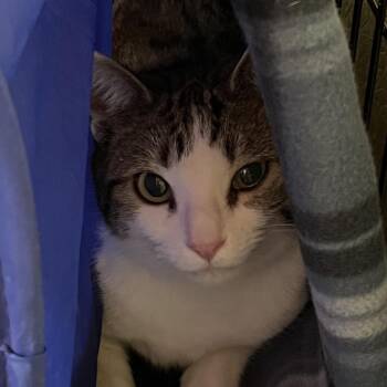 Domestic Short Hair Cats Available for Adoption in Mt. Juliet, Tennessee - Trinket | PetCurious