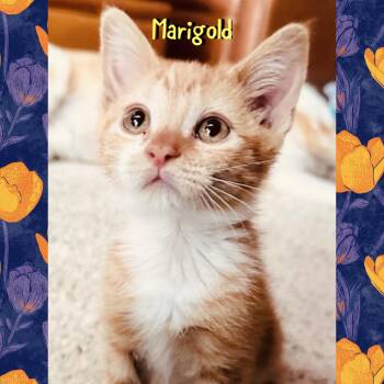 Marigold -  Domestic Medium Hair Cat for Adoption in Red Lodge, Montana - Marigold | PetCurious