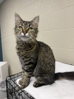 Maple -  Domestic Medium Hair Cat for Adoption in Valparaiso, Indiana - Maple | PetCurious
