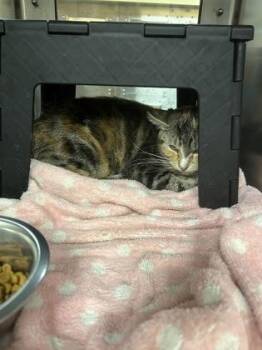 Warbler -  Domestic Short Hair Cat for Adoption in Wichita, Kansas - Warbler | PetCurious